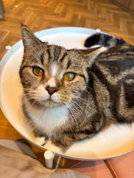 猫カフェモカららぽーと名古屋みなとアクルス店に投稿された画像（2025/10/6）