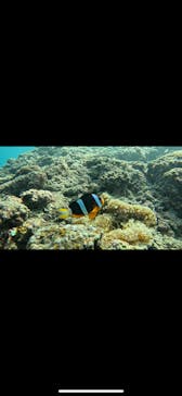 武藤潜水に投稿された画像（2025/10/6）