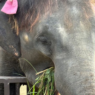 ANIMAL WONDER REZOURT 市原ぞうの国・サユリワールドに投稿された画像（2025/10/6）