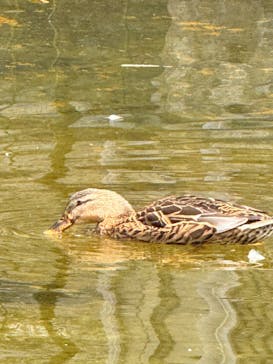 箱根ガラスの森美術館に投稿された画像（2025/10/6）