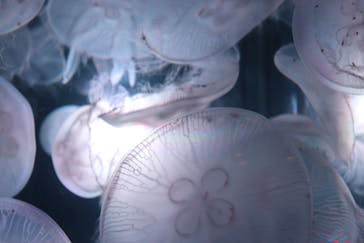 マクセル アクアパーク品川に投稿された画像（2025/10/6）