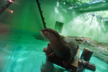 しながわ水族館に投稿された画像（2025/10/6）