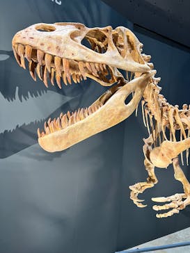 福井県立恐竜博物館に投稿された画像（2025/10/6）
