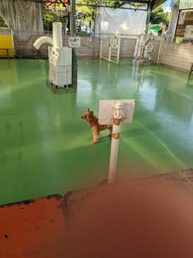 つくばわんわんランドに投稿された画像（2025/10/6）