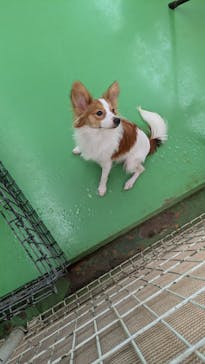 つくばわんわんランドに投稿された画像（2025/10/6）