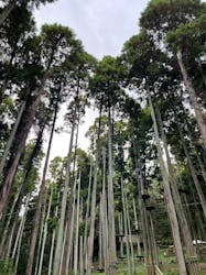 Sport & Do Resort リソルの森　フォレストアドベンチャー・ターザニアに投稿された画像（2025/10/6）