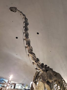 福井県立恐竜博物館に投稿された画像（2025/10/6）