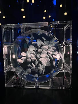 マクセル アクアパーク品川に投稿された画像（2025/10/6）