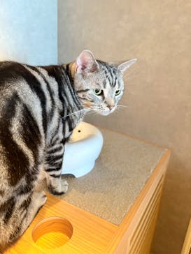 猫カフェモカ　神戸三宮店に投稿された画像（2025/10/6）