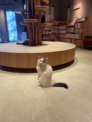 猫カフェモカ　神戸三宮店に投稿された画像（2025/10/6）