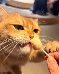 猫カフェモカ　神戸三宮店に投稿された画像（2025/10/6）