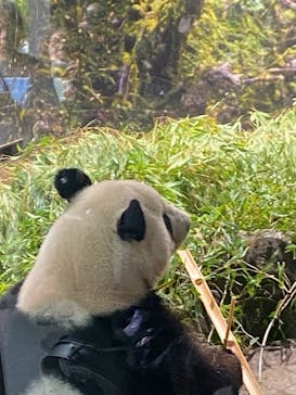 恩賜上野動物園に投稿された画像（2025/10/6）