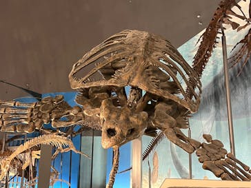 福井県立恐竜博物館に投稿された画像（2025/10/7）