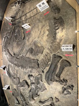 福井県立恐竜博物館に投稿された画像（2025/10/7）