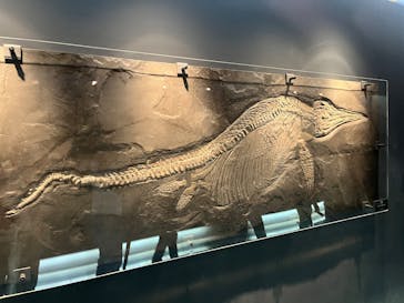 福井県立恐竜博物館に投稿された画像（2025/10/7）