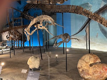 福井県立恐竜博物館に投稿された画像（2025/10/7）