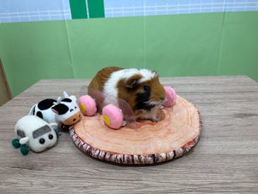 成田ゆめ牧場に投稿された画像（2025/10/7）