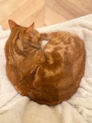 猫カフェモカ　イオンモール水戸内原店に投稿された画像（2025/10/7）