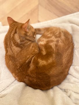 猫カフェモカ　イオンモール水戸内原店に投稿された画像（2025/10/7）