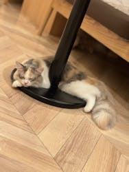 猫カフェモカ　イオンモール水戸内原店に投稿された画像（2025/10/7）