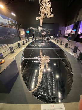 福井県立恐竜博物館に投稿された画像（2025/10/7）