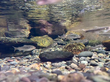 滋賀県立琵琶湖博物館に投稿された画像（2025/10/7）
