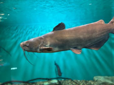 滋賀県立琵琶湖博物館に投稿された画像（2025/10/7）