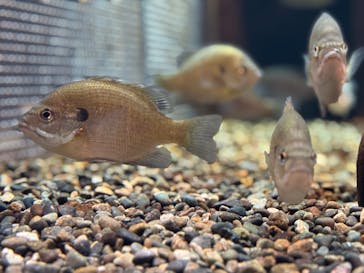 滋賀県立琵琶湖博物館に投稿された画像（2025/10/7）