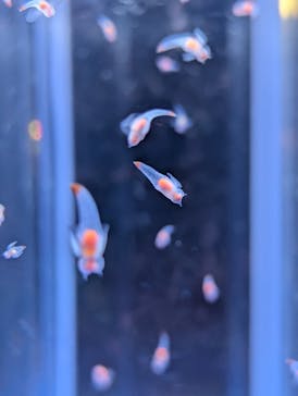 アクアワールド茨城県大洗水族館に投稿された画像（2025/10/7）