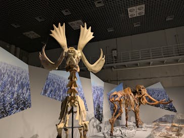 特別展「氷河期展 〜人類が見た4万年前の世界〜」（国立科学博物館）に投稿された画像（2025/10/7）