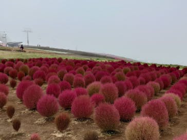 ひるがのピクニックガーデンに投稿された画像（2025/10/7）