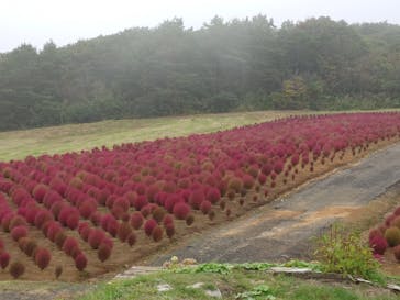ひるがのピクニックガーデンに投稿された画像（2025/10/7）