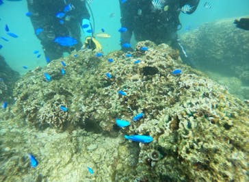 武藤潜水に投稿された画像（2025/10/7）