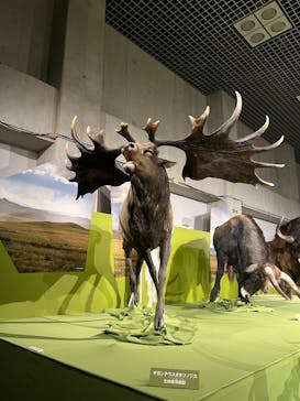 特別展「氷河期展 〜人類が見た4万年前の世界〜」（国立科学博物館）に投稿された画像（2025/10/7）