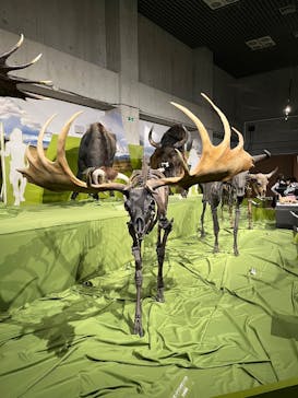 特別展「氷河期展 〜人類が見た4万年前の世界〜」（国立科学博物館）に投稿された画像（2025/10/7）