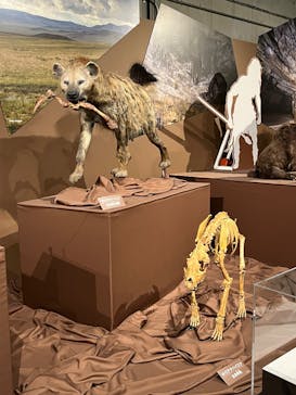 特別展「氷河期展 〜人類が見た4万年前の世界〜」（国立科学博物館）に投稿された画像（2025/10/7）