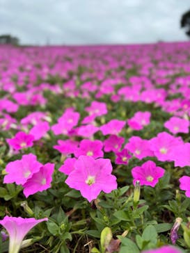 マザー牧場に投稿された画像（2025/10/7）