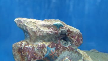 葛西臨海水族園に投稿された画像（2025/10/7）