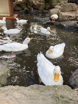 伊豆シャボテン動物公園に投稿された画像（2025/10/7）