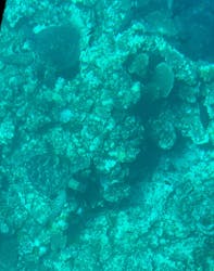 川平マリンサービスに投稿された画像（2025/10/7）