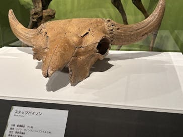 特別展「氷河期展 〜人類が見た4万年前の世界〜」（国立科学博物館）に投稿された画像（2025/10/7）