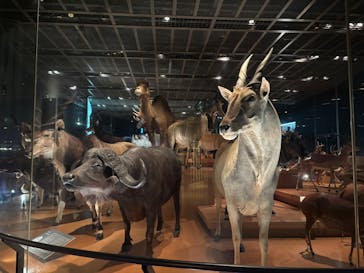 特別展「氷河期展 〜人類が見た4万年前の世界〜」（国立科学博物館）に投稿された画像（2025/10/7）