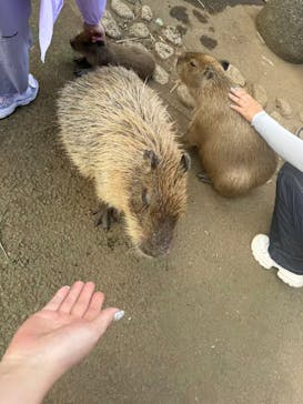 伊豆シャボテン動物公園に投稿された画像（2025/10/8）