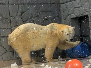 静岡市立日本平動物園に投稿された画像（2025/10/8）