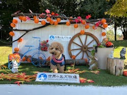 世界の名犬牧場に投稿された画像（2025/10/8）