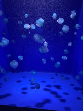 新江ノ島水族館に投稿された画像（2025/10/8）