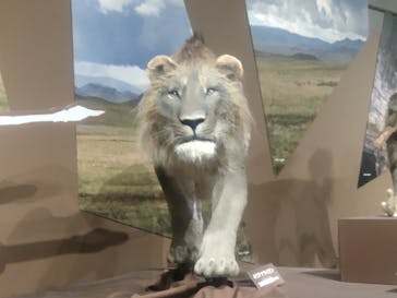 特別展「氷河期展 〜人類が見た4万年前の世界〜」（国立科学博物館）に投稿された画像（2025/10/8）