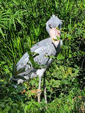 恩賜上野動物園に投稿された画像（2025/10/8）