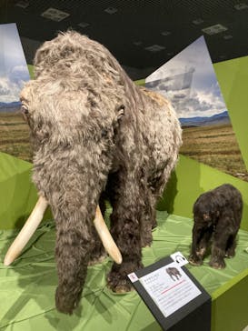 特別展「氷河期展 〜人類が見た4万年前の世界〜」（国立科学博物館）に投稿された画像（2025/10/8）