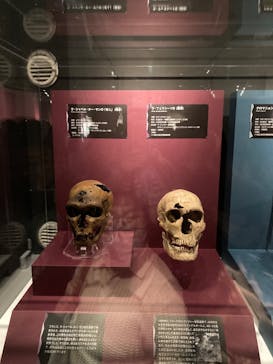 特別展「氷河期展 〜人類が見た4万年前の世界〜」（国立科学博物館）に投稿された画像（2025/10/8）